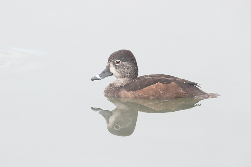 Ring-necked-Duck-hen-on-foggy-morning-_J1I8405--Gilbert-Water-Ranch,-Phoenix,-AZ