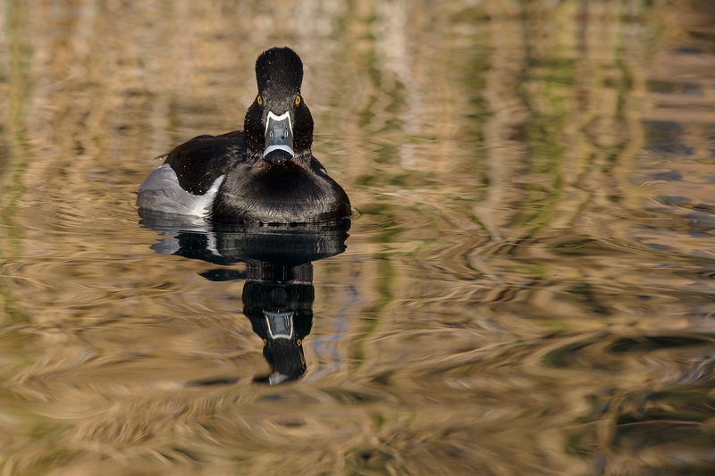 Ring-necked-Duck-in-sun-A-_DSC8738--Gilbert-Water-Ranch-Riparian-Preserve,-Phoenix,-AZ