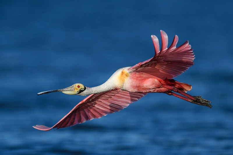 Roseate-Spoonbill-breeding-plumage-flight-_DSC7665--Alafia-Banks,-Tampa-Bay,-FL