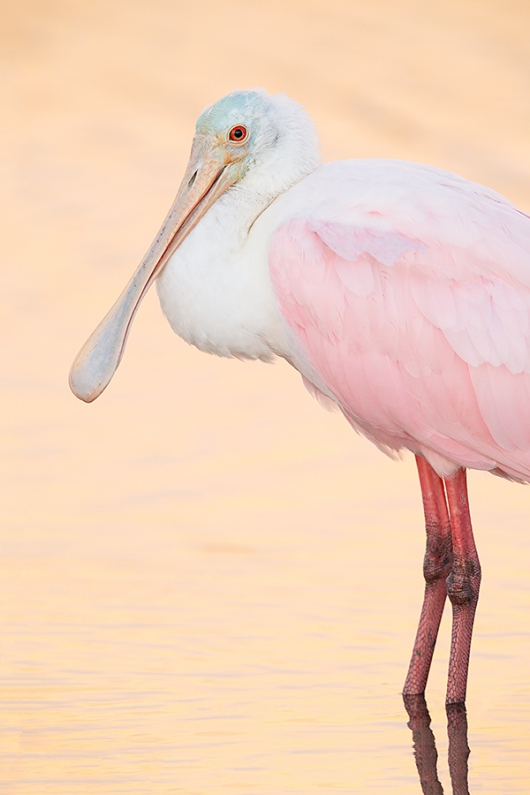 Roseate-Spoonbill-in-late-light-_W5A6802--Fort-DeSoto-County-Park,-FL