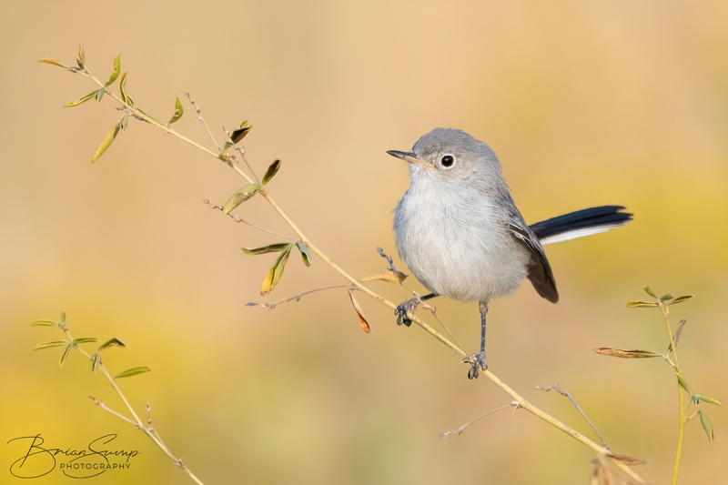 SUMP-blog-Blue-gray-Gnatcatcher-Leafy-Branch-Brian-Sump_BMS3490-FORUM-SIG-touchlarge-SS20_.3-touc