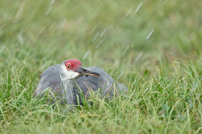 Sandhill-Crane-brooding-chicks-in-rainstorm-_7R42410-Indian-Lake-Estates-FL-1