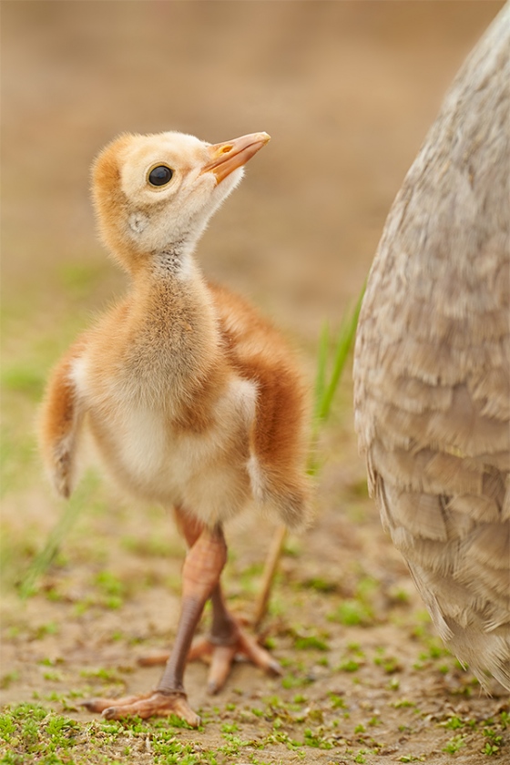 Sandhill-Crane-re-do-III-1-day-old-chick-looking-up-at-adult-_7R49421-Indian-Lake-Estates-FL-1