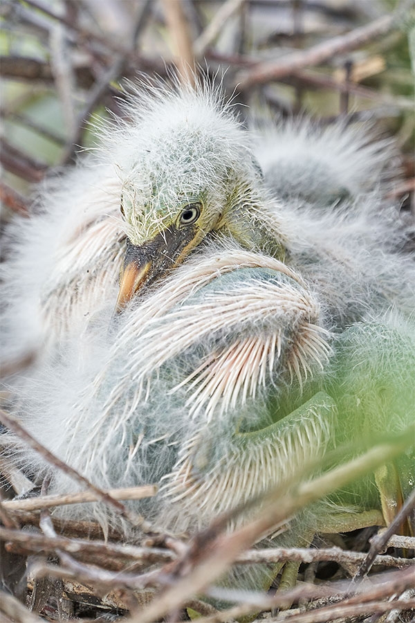 Snowy-Egret-chick-in-nest-with-siblinigs-_A7R1760--Gatorland-Kissimmee-FL-1