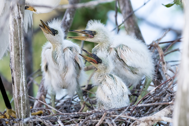 Snowy-Egret-three-chicks-in-nest-_DSC0300-Gatorland,-Kissimmee,-FL
