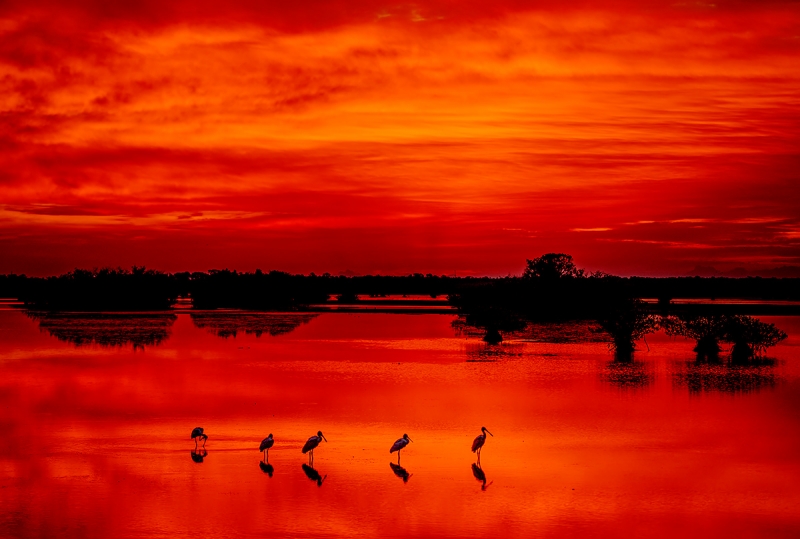 Spoonbill-sunrise-_DSC8993-Merritt-Island,-NWR-,-FL