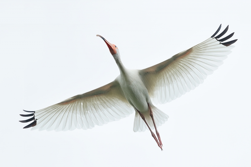 White-Ibis-undersides-flight-_A0I1771-Gatorland,-Kissimmee,-FL