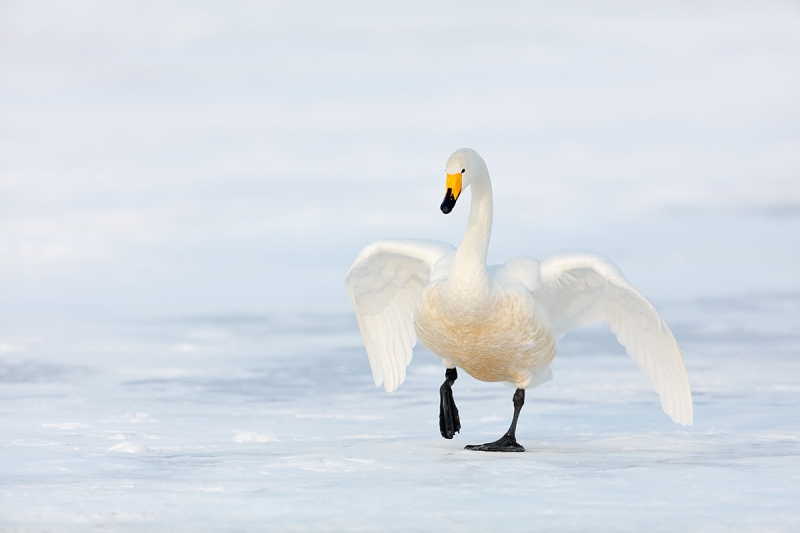 Whooper-Swan-walking-on-frozen-lake-_T0A7589-Hokkaido,-Japan