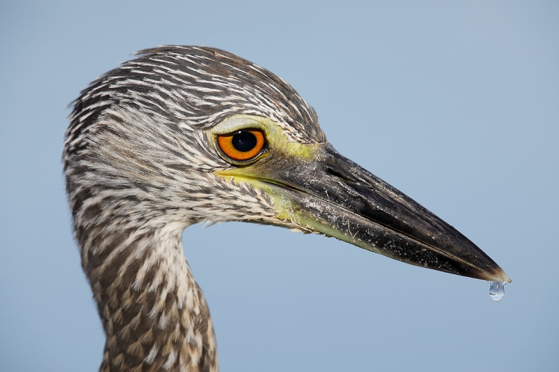 Yellow-crowned-Night-Heron-juvie-tight-head-portrait-(added-bill-tips-and-droplet)-_W5A6986--Fort-DeSoto-County-Park,-FL