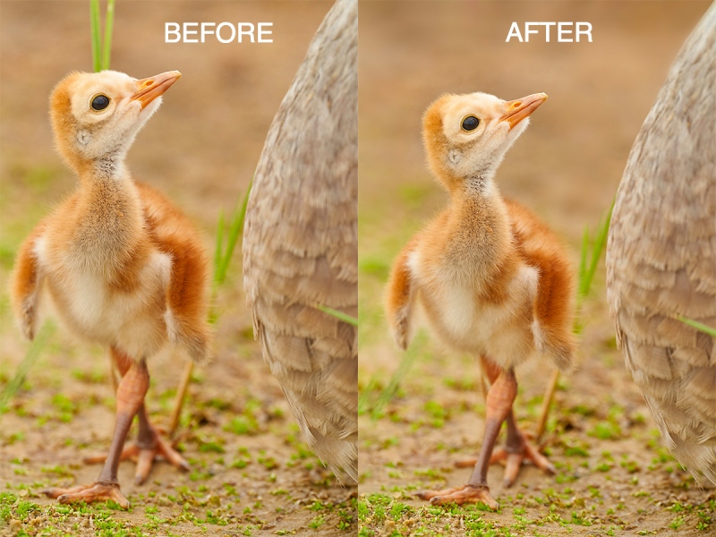 before-after-crane-chick-1