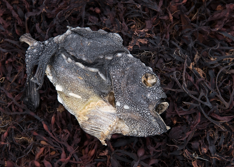 fish-carcass-on-seaweed-_BUP1532-Nesseby,-Norway