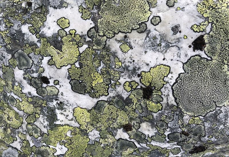 green-lichens-IMG_0300