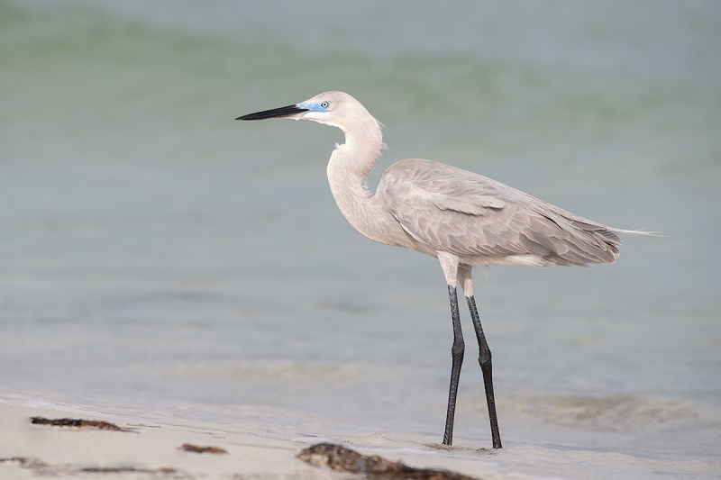 hybrid-heron-egret-full-body-in-breeding-plumage-_DSC6429--Fort-DeSoto-Park,-FL
