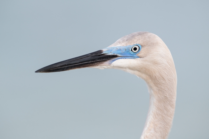 hybrid-heron-egret-in-breeding-plumage-_DSC6429--Fort-DeSoto-Park,-FL