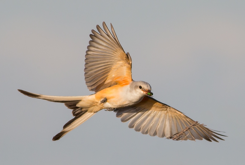 in-progress-Scissor-tailed-Flycatcher-in-flight-Narayanan-photo_62Q1681-Fort-DeSoto-Park,-FL-copy
