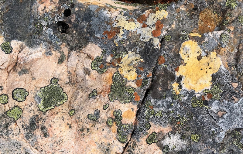lichen-watercolor-IMG_0299