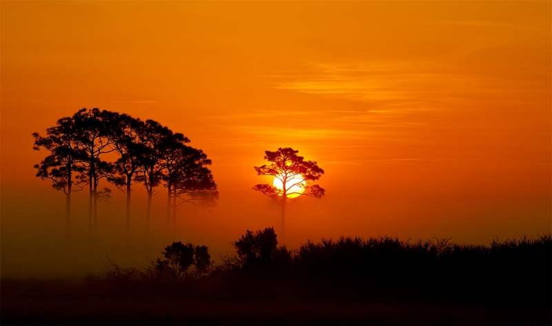 pine-trees-in-fog-at-dawn-_P3A6592-Indian-Lake-Estates,-FL