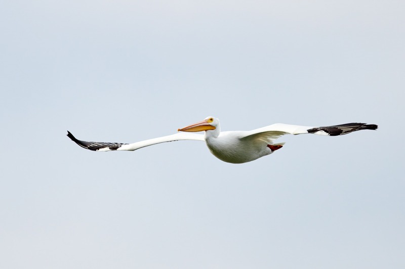 1_American-White-Pelican-in-flight-_91A1267-Lakeland-FL