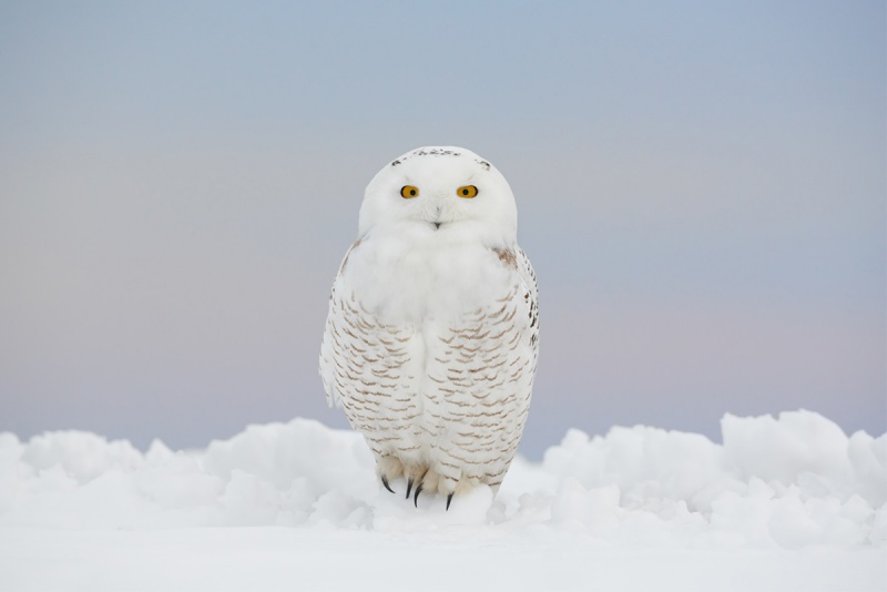 1_greg-snowy-owl-_8501467