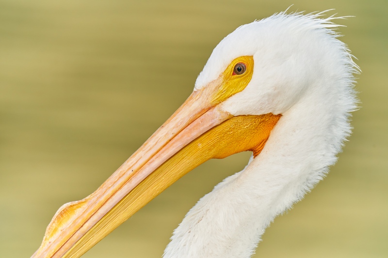 American-White-Pelican-face-and-bill-detail-_A920286-Lakeland-FL