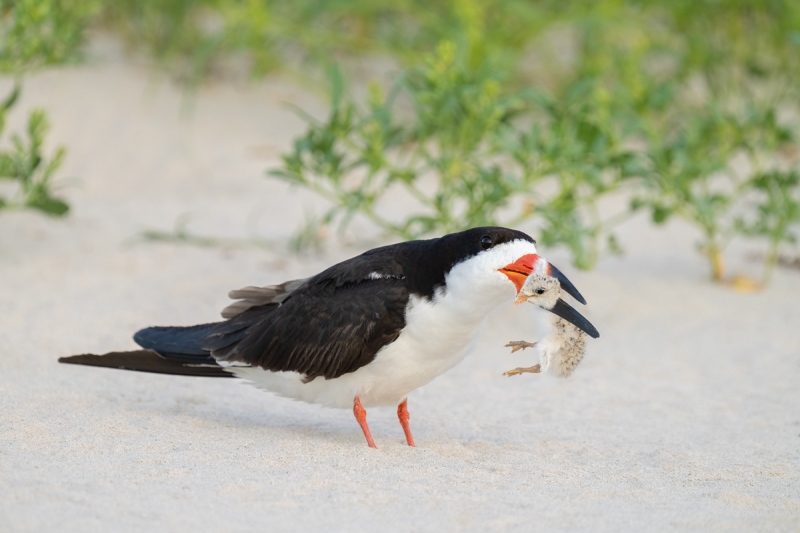 Black-Skimmer-killing-chick-from-neighboring-nest-_A1B1637-Nickerson-Beach-Lido-Beach-NY