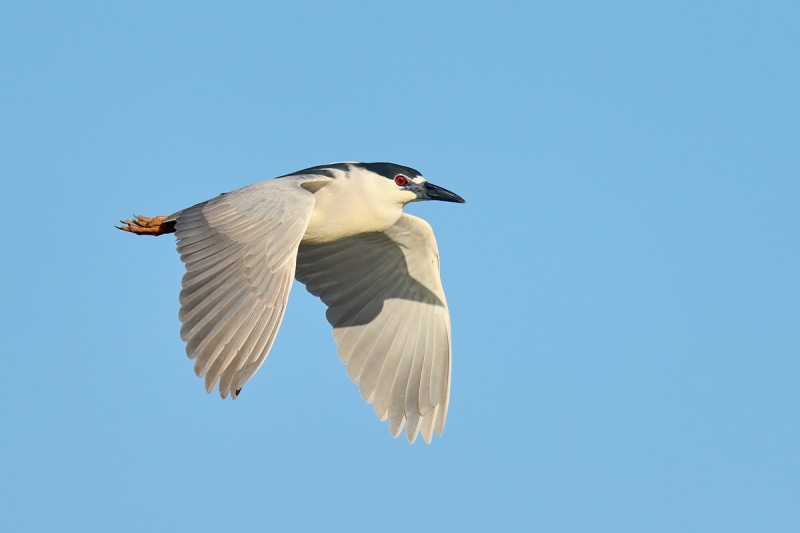 Black-crowned-Night-Heron-adult-in-flight-_DSC2416-Merritt-Island-NWR-FL-1