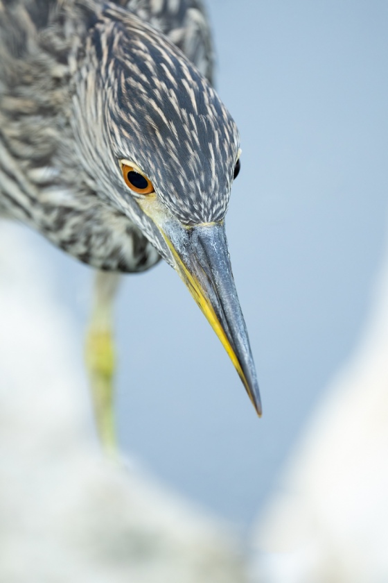 Black-crowned-Night-Heron-juvenile-_A1B2066-North-Tampa-Rookery-FL-