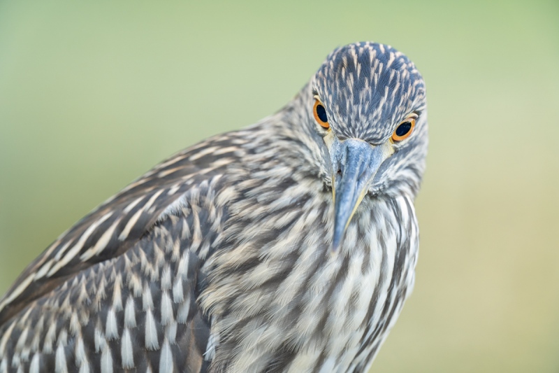 Black-crowned-Night-Heron-juvenile-_A1B5967-North-Tampa-Rookery-FL-