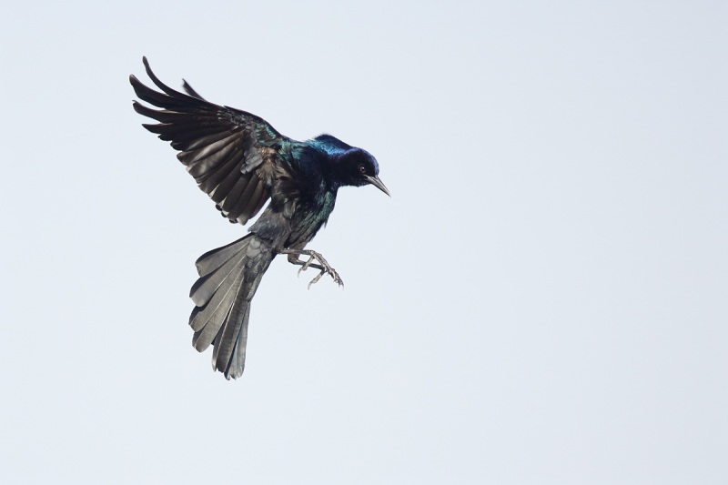 Boat-tailed-Grackle-jumping-off-perch-_91A2782-Indian-Lake-Estates-FL-1-standard-scale-2_00x-gigapixel
