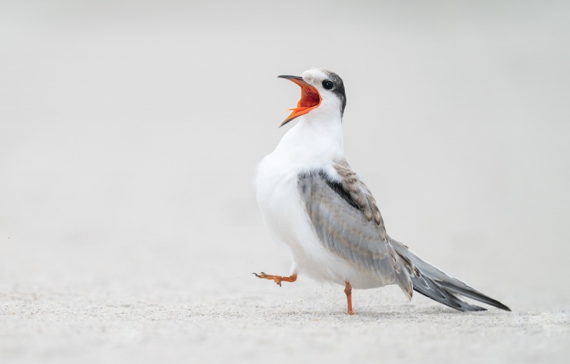 Common-Tern-fledlging-begging-_A1B4136-Nickerson-Beach-Lido-Beach-NY