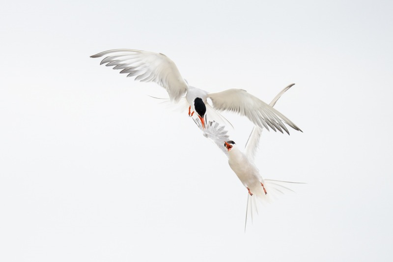 Common-Terns-mid-air-battle-_A1B5647-Nickerson-Beach-Lido-Beach-NY