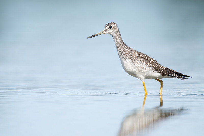 Greater-Yellowlegs-juvenile-_A1B1494-East-Pond-JBWR-Q-NY