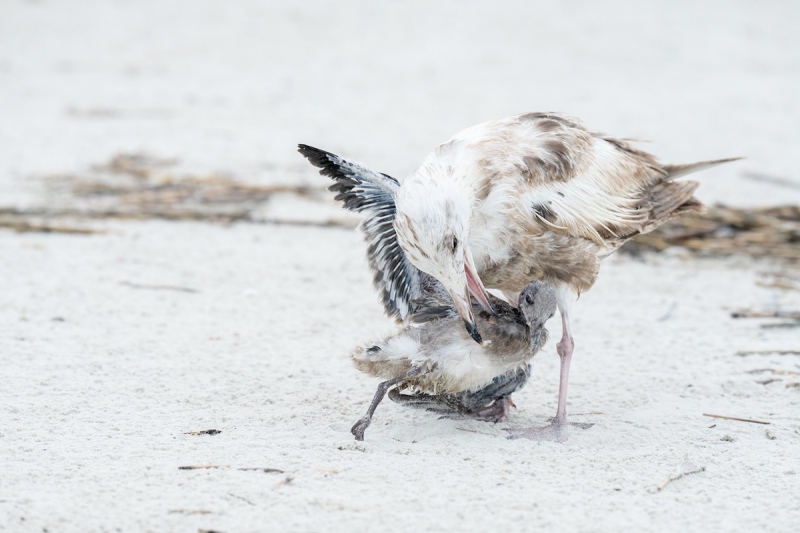 Herring-Gull-1st-summer-attacking-large-Laughing-Gull-chick-_A1B4321-Jacksonville-FL
