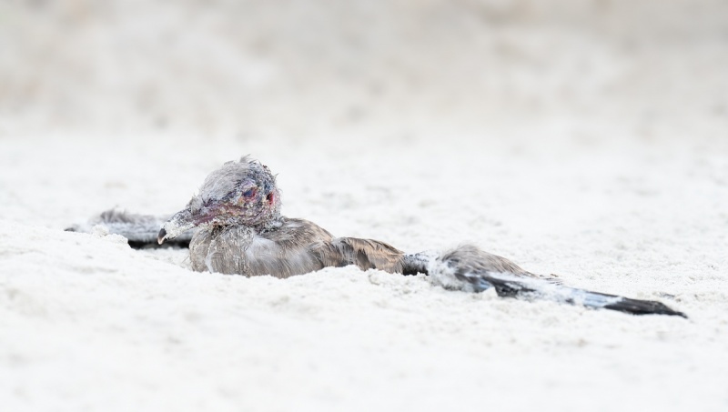 Laughing-Gull-chick-after-attack-by-Herring-Gull-_A1B4341-Jacksonville-FL