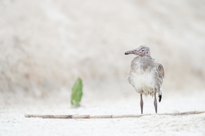 Laughing-Gull-large-chick-recovering-after-atttack-by-Herring-Gull-_A1B4530-Jacksonville-FL