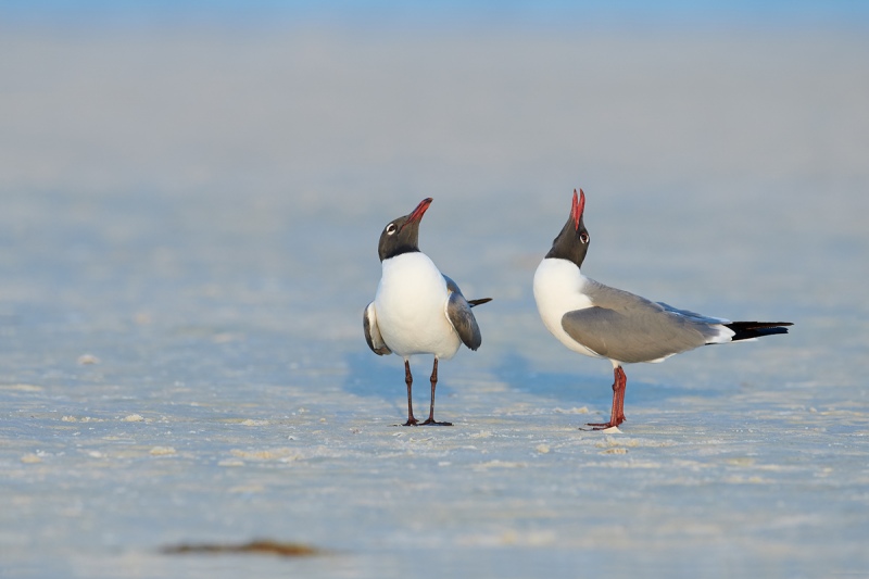 Laughing-Gulls-courting-_BUP5965-Fort-DeSoto-Park-Tierra-Verde-FL-1