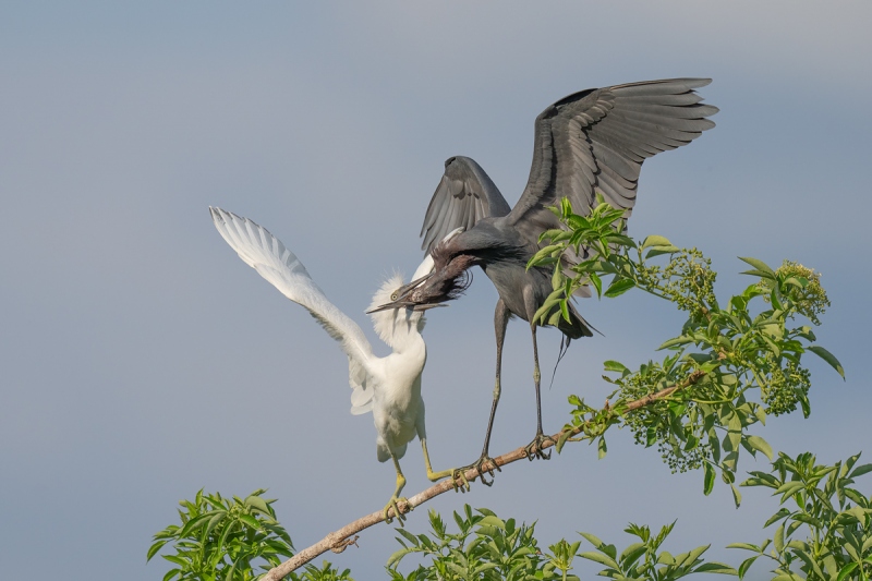 Litle-Blue-Heron-feeding-fledgling-_A1A5396-North-Tampa-Rookery-FL-