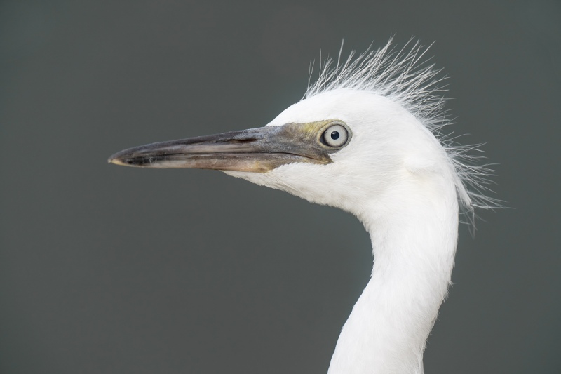Little-Blue-Heron-fresh-juvenile-head-portrait-_A1A9517-North-Tampa-FL-
