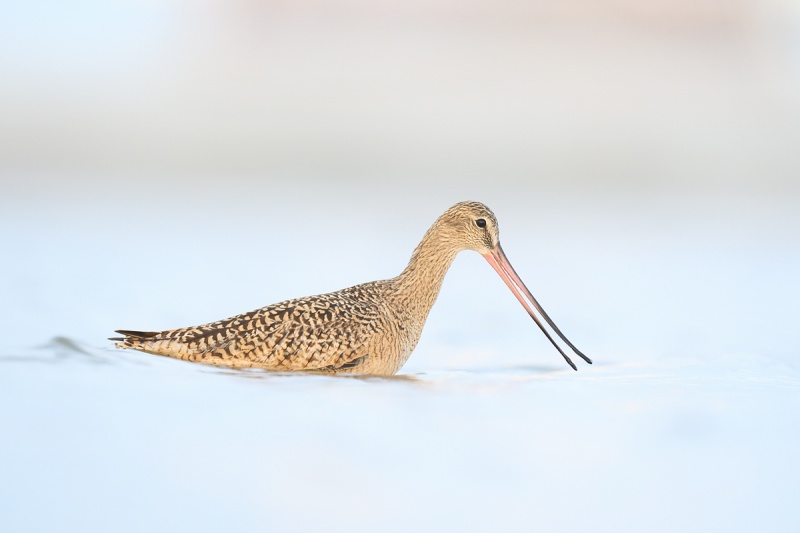 Marbled-Godwit-foraging-while-swimming-_A1B8519-Fort-DeSoto-Park-FL-1