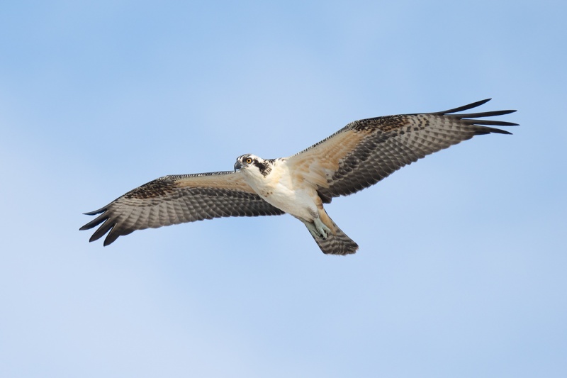 Osprey-fresh-juvenile-BAND-REMOVED-in-flight-from-below-_A1B7355-Nickerson-Beach-Lido-Beach-NY