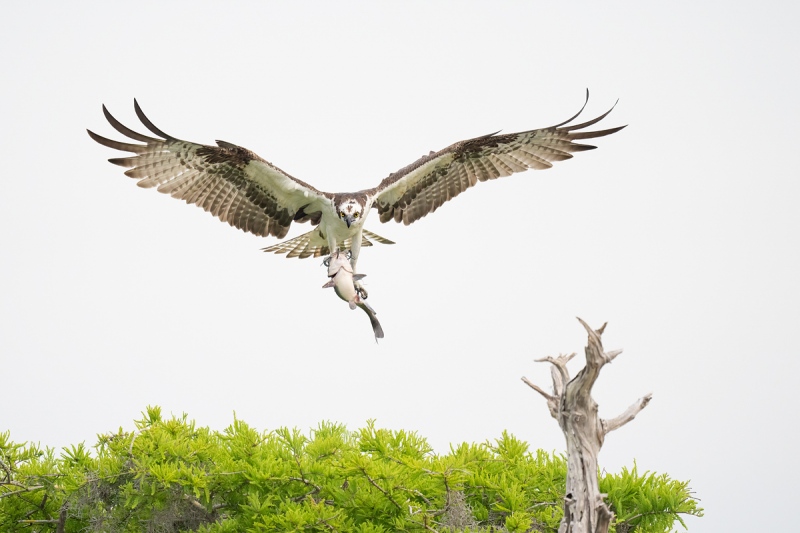 Osprey-with-catfish-left-of-perch-_A1A7723-Lake-Blue-Cypress-FL-