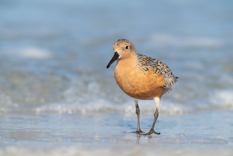 Red-Knot-in-breeding-plumage-_A1A8479-Indian-Lake-Estates-FL-