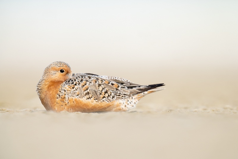 Red-Knot-resting-breeding-plumage-_A1A3889-Fort-DeSoto-Park-FL-