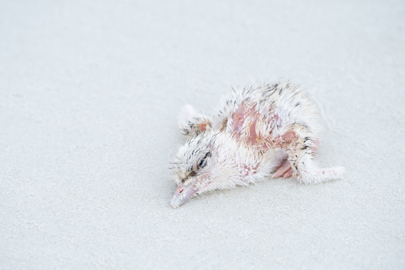 Royal-Tern-chick-dying-on-beach-_A1B8884-Jacksonville-FL