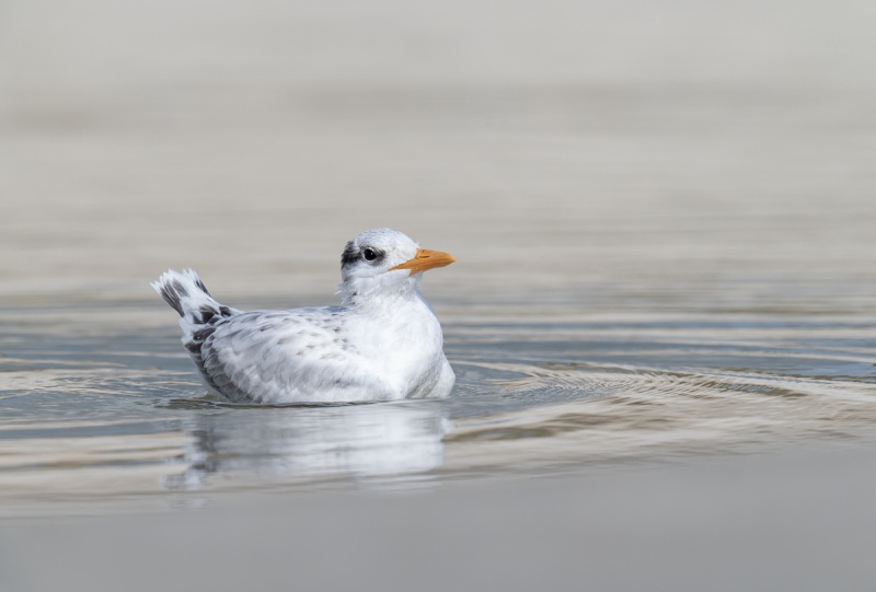 Royal-Tern-chick-swimming-_A1B5592-Jacksonville-FL
