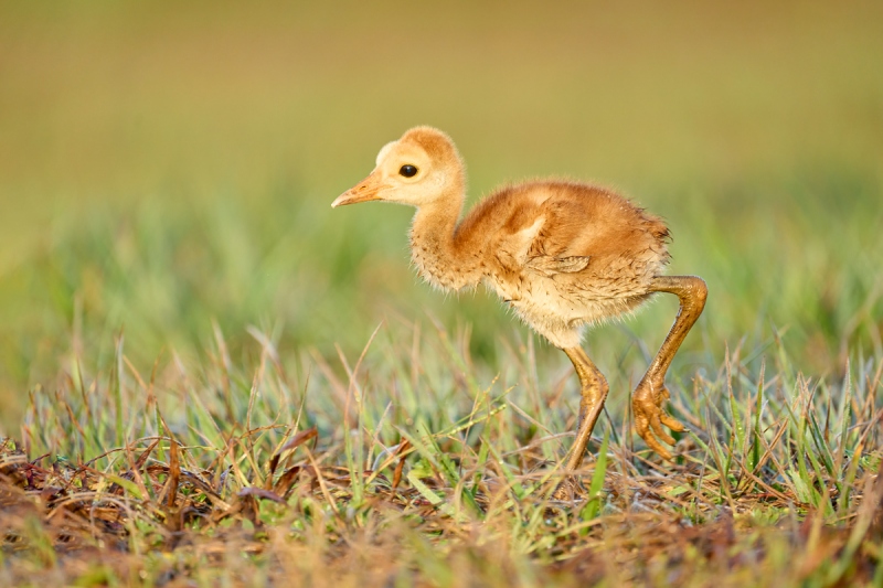 Sandhill-Crane-chick-headed-for-adult-with-mole-cricket-_A1A5771-Indian-Lake-Estates-FL