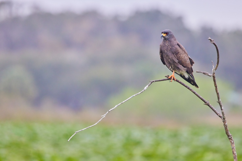 Snail-Kite-young-male-perched-_91A9997-Coleman-Landing-at-Shady-Oaks-FL