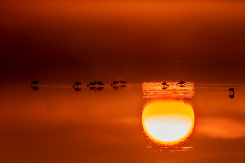 White-Ibis-small-flock-at-sunrise-_DSC6267-Merritt-Island-NWR-FL
