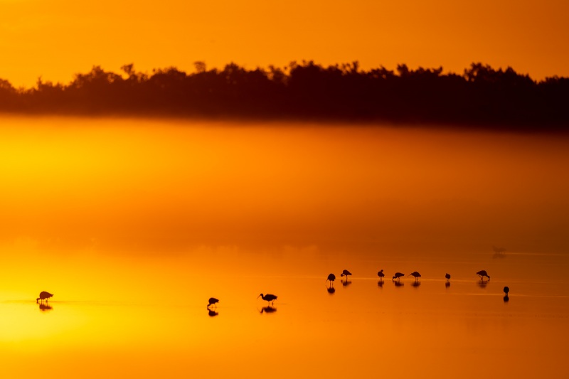 White-Ibises-at-foggy-sunrise-A-_DSC6307-Merritt-Island-NWR-FL