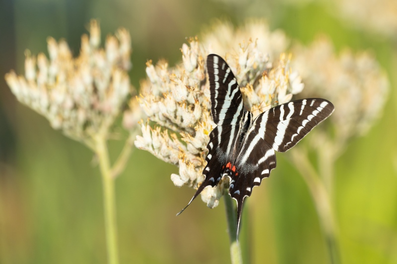 Zebra-Swallowtail-on-Carolina-Red-Root-_7R49617-Indian-Lake-Estates-FL